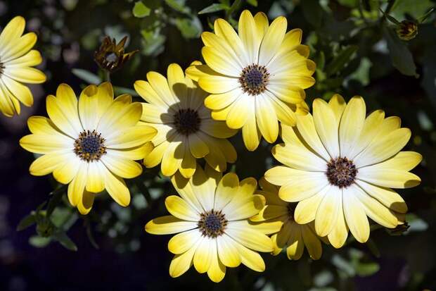 Буттермилк имеет желто-белые цветы с градиентным переходом