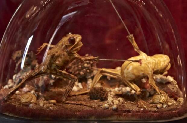 Лягушки сражающиеся на дуэли – самый интересный экспонат кабинета курьезов.