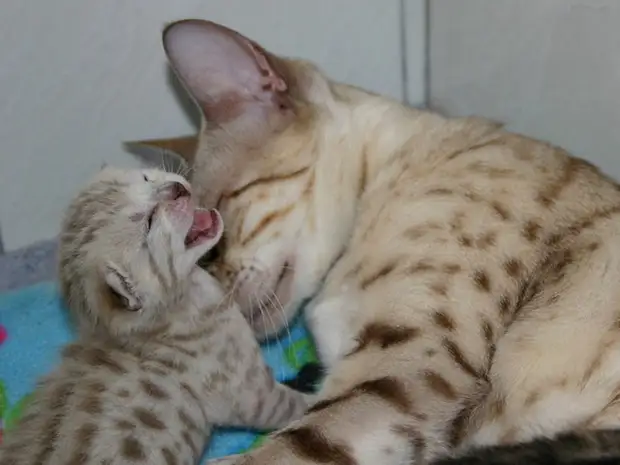 ����������: 50 ��������� ����� � �� �������������� ����-����� �44 - BigPicture.ru