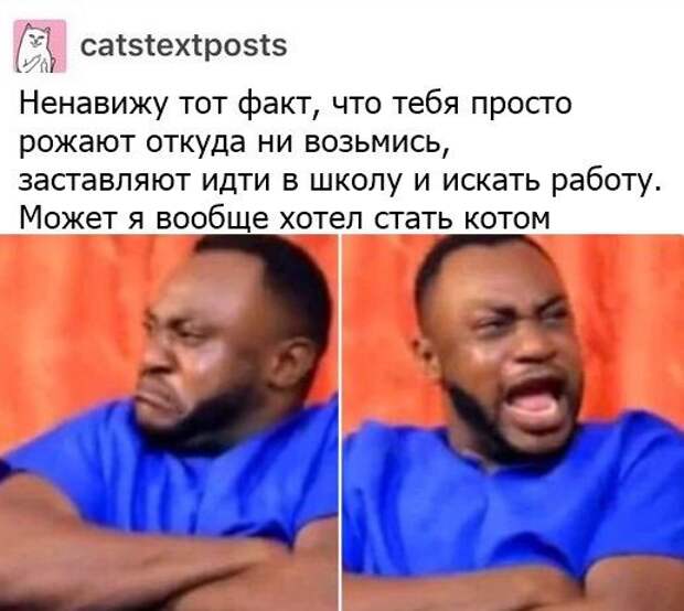 kartinok-prikolnyh-podborka-kartinki-smeshnye-kartinki-fotoprikoly