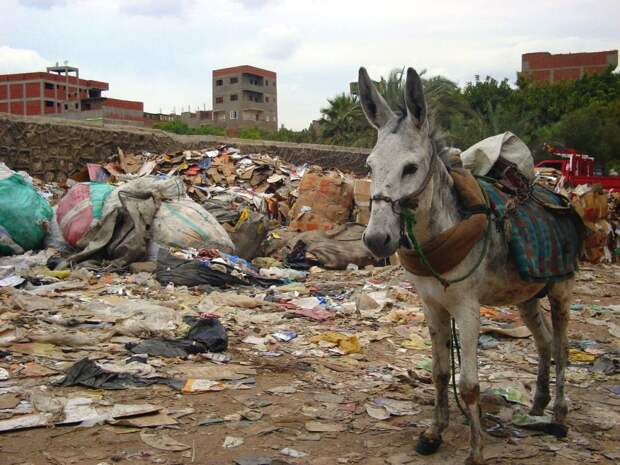город мусорщиков каир самый худший город в мире трущобы отвратительные мужики