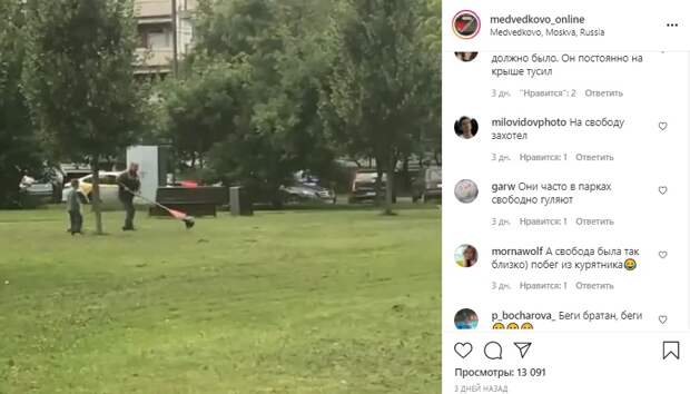 Павлин сбежал из птичника в сквере по Олонецкому проезду