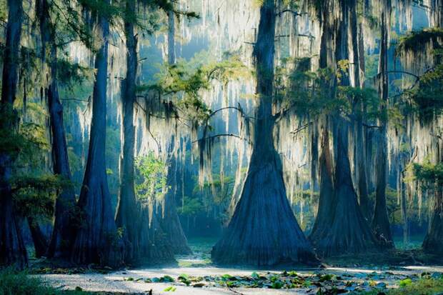 Фантастические кипарисы озера Каддо (Caddo lake), США