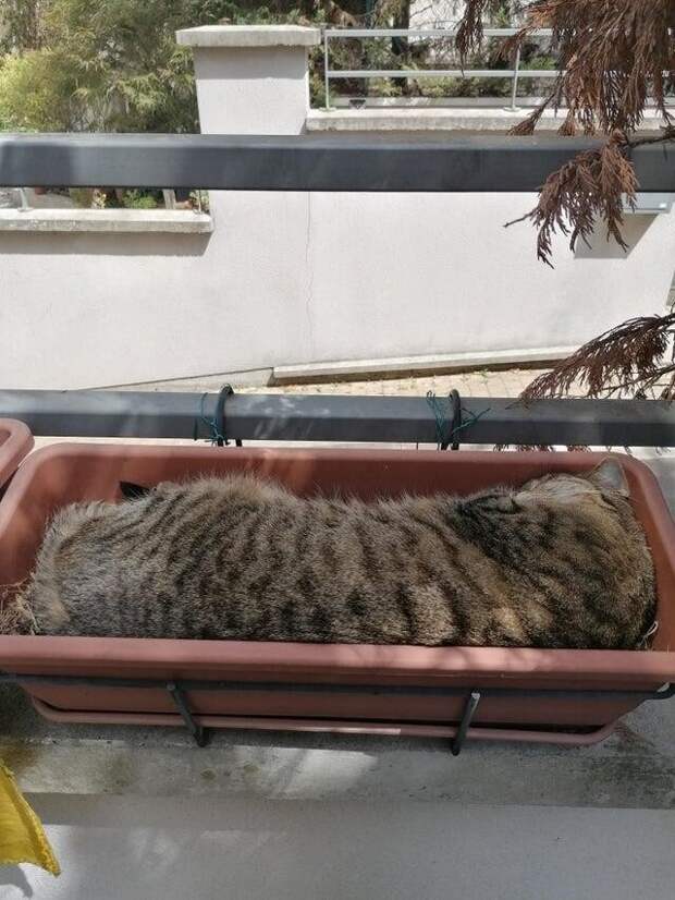 Цветы лучше не сажать Цветы лучше не сажать
