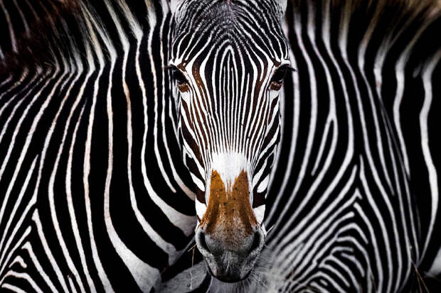 Лучшие фотографии с конкурса Nature Conservancy