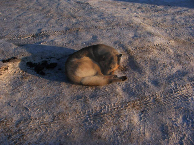 Архангельский приют для животных проверят после сообщений о жестоком обращении