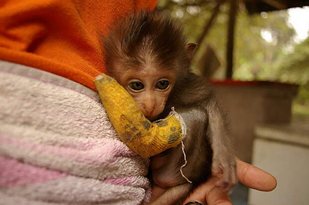 animals-in-tiny-casts-24-580093da3e3aa__605