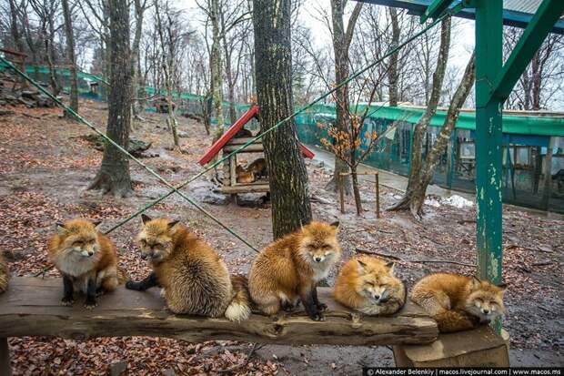 Японская деревня лис уникальна, но в России решились на ещё более смелый эксперимент: новосибирские учёные решили одомашнить диких лисиц, сделать из них зверей более ласковых, чем котята! животные, лисы, япония