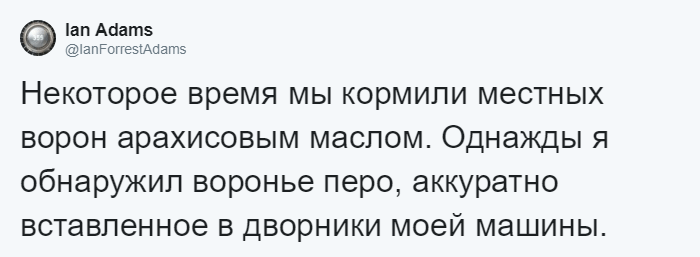 Мужчина четыре года кормил воронью семью, и те принесли ему таинственный дар Стюарт Далквист, в мире, ворона, дар, добро, история, люди, птицы