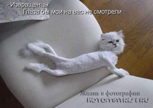 Сборка котоматриц