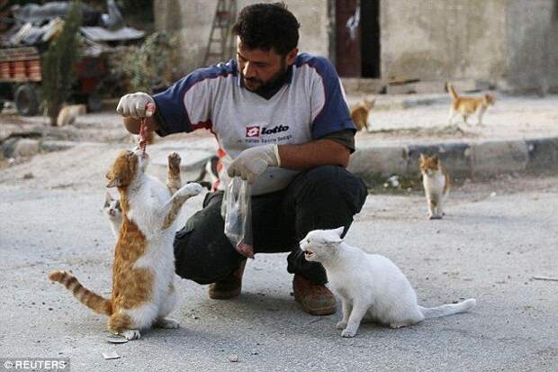 война в Сирии, водитель кормит бездомных кошек, Сирия водитель скорой помощи кормит кошек