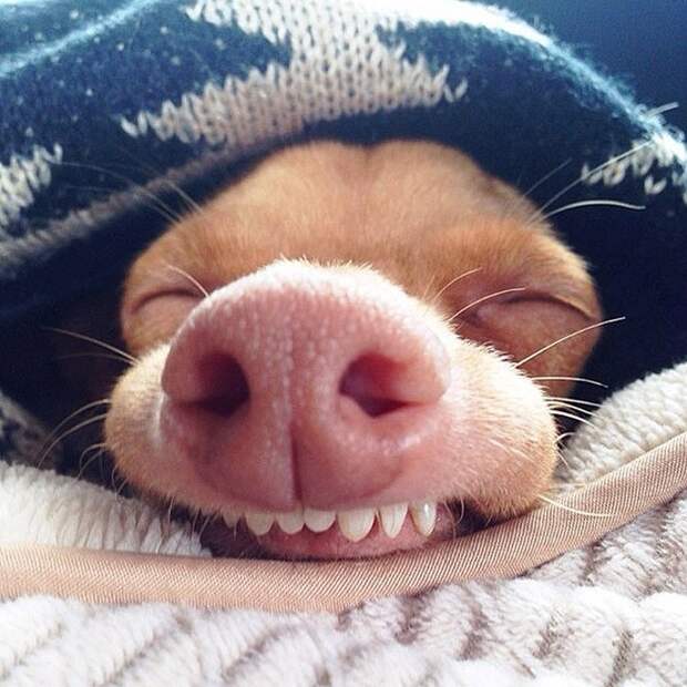 Топ 10 самых популярных животных в Instagram famousanimals01 Топ 10 самых популярных животных в Instagram