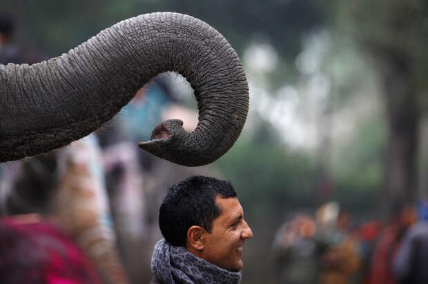 Фотография на память перед началом фестиваля слонов в Непале