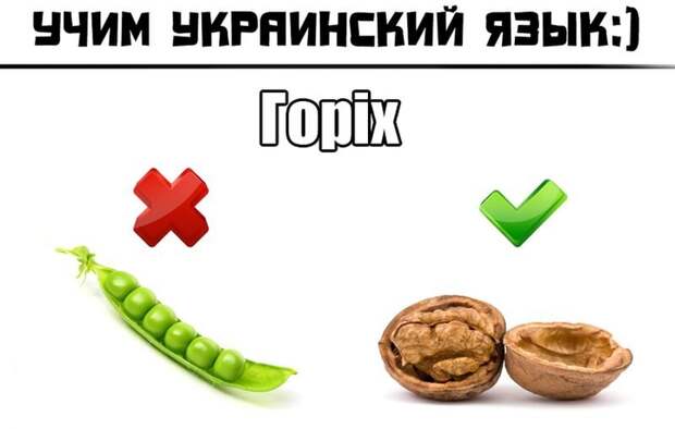 Словарь «древнего укра»: тиква, горíх, малина, мíч, … хлíб