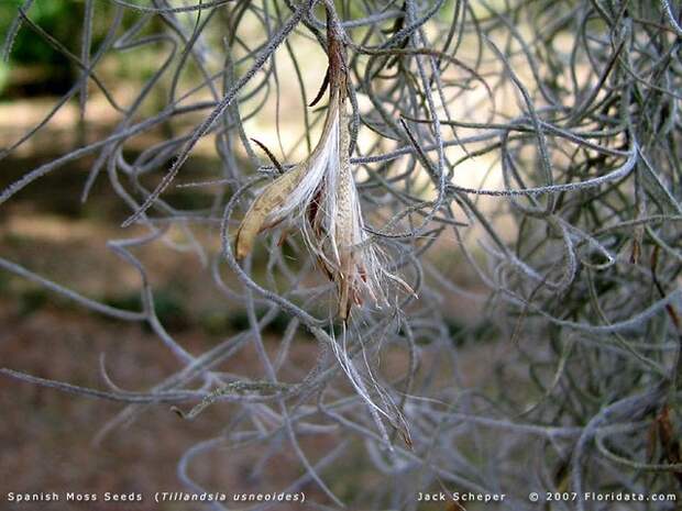 Этот загадочный испанский мох