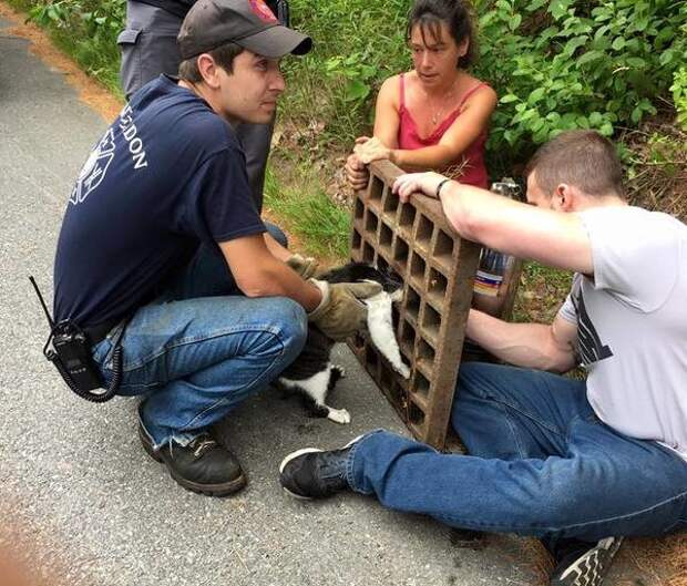 Пожарные спасли жизнь кошки, застрявшей в сливе животные, интересное, кот, новости, спасение