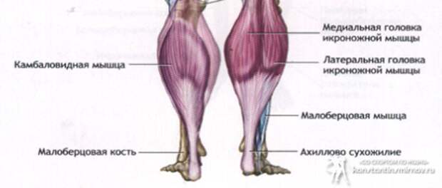 Мышца синергист икроножной мышце