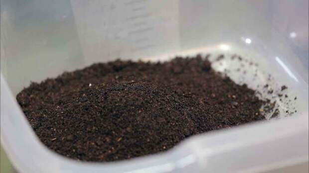 Сажаем кукурузу и тыкву в один горшок