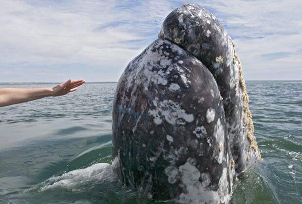 Самые дружелюбные киты в мире.