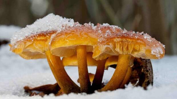 В Московской области стартовал сезон зимних опят