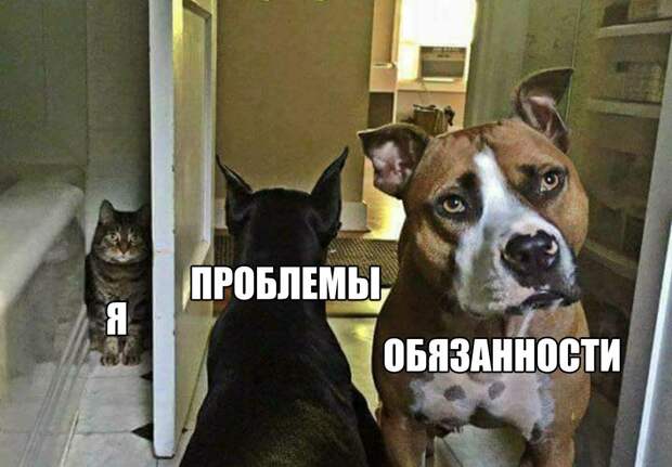 Прикольные картинки с надписями для поднятия настроения (11 фото)
