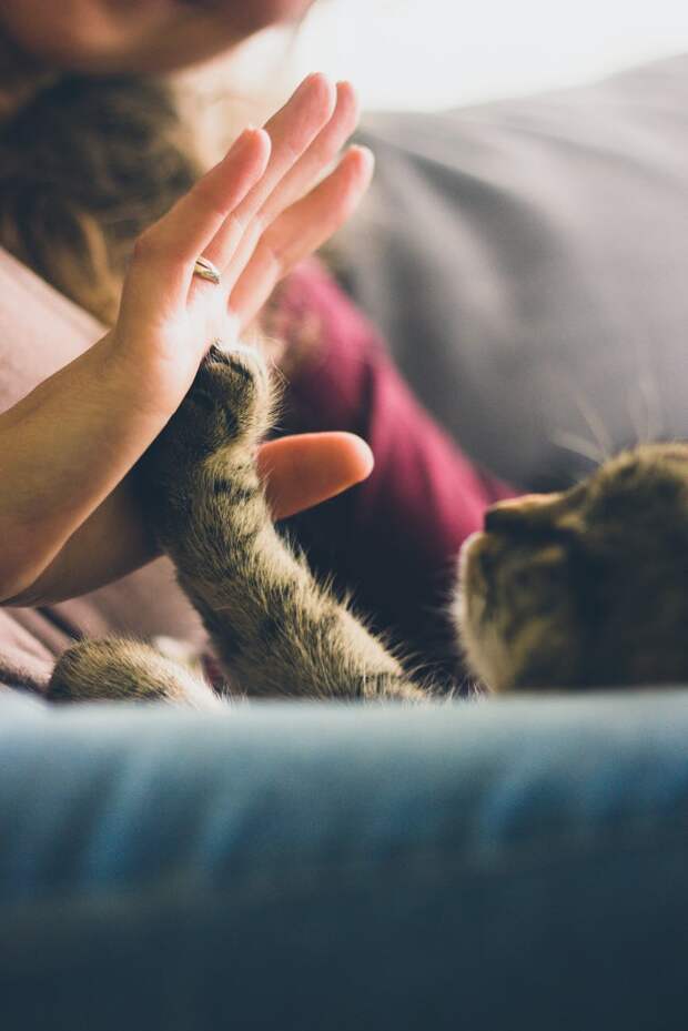 котёнок в доме