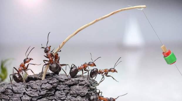 Ловля на муравьев и муравьиные яйца