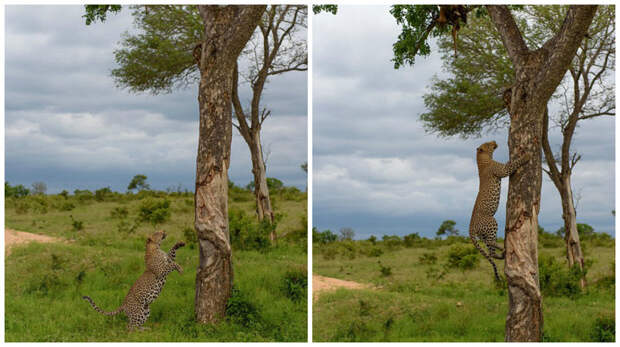 Леопард-каннибал увидел на дереве тушу своего сородича и быстро взобрался за ней животные, каннибал, леопард