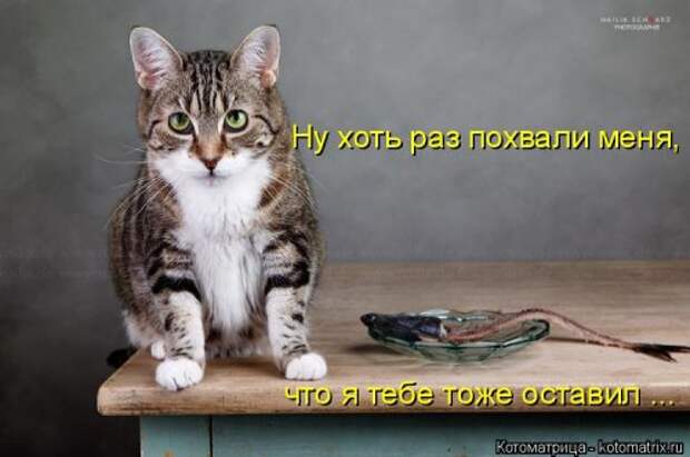 Новая котоматрица на Бугаге (35 фото)