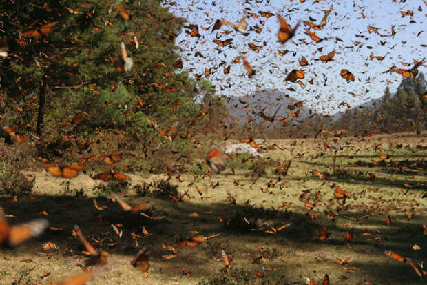 Миграция бабочек Данаида монарх