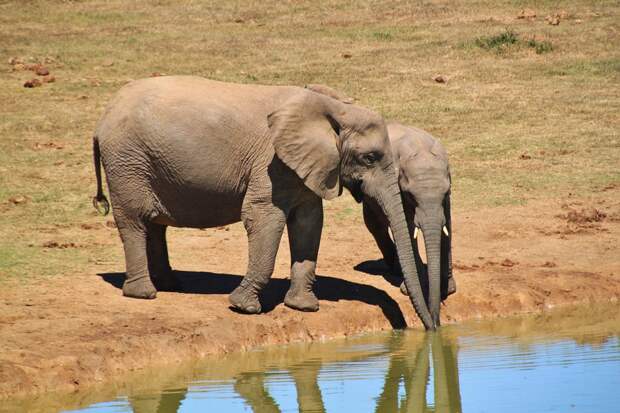 Слон, Саванновый Африканский Слон, Животные, Африка