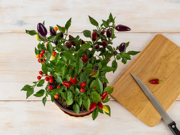 ��������� ����� ����� �����������