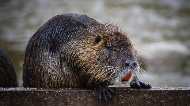 Ученые с помощью анализа ДНК хотят возродить вымирающих русских выхухолей