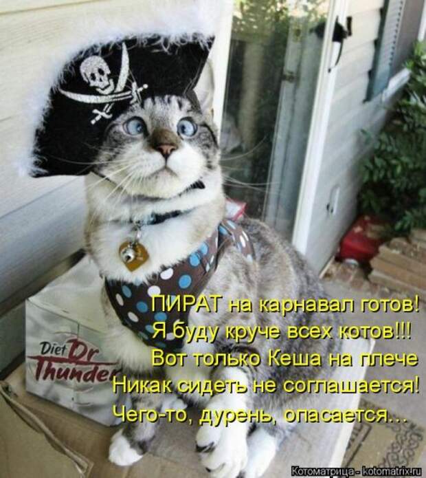 Новая котоматрица (44 шт)