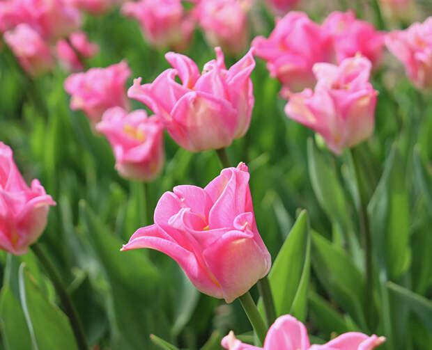 В Никитском ботсаду выбрали самый красивый тюльпан