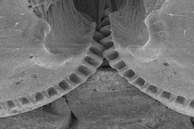 Механические шестеренки, которые считали возможными лишь как порождение человеческого разума, были найдены у насекомых