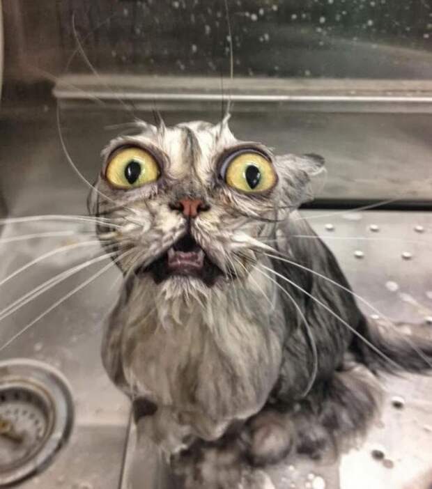 Коты и водные процедуры кот, вода, юмор