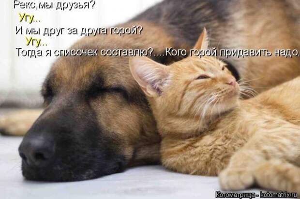 Лучшие котоматрицы недели (50 фото)