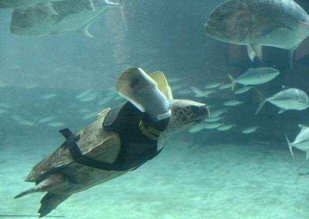 Черепаха Ю Чан попала в рыболовную сеть и потеряла обе конечности. Специальный корсет с двумя протезами помог черепахе почувствовать жизнь заново доброта, животные, протезы, сострадание