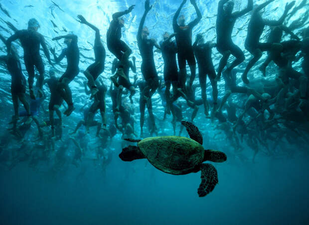 Зеленая морская черепаха на Гавайях. (Фото Donald Miralle): животные, фото