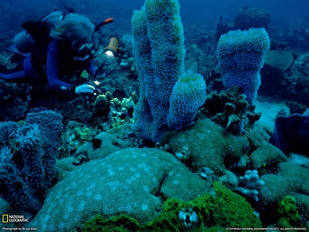 Коралловый сад на острове Доминика
