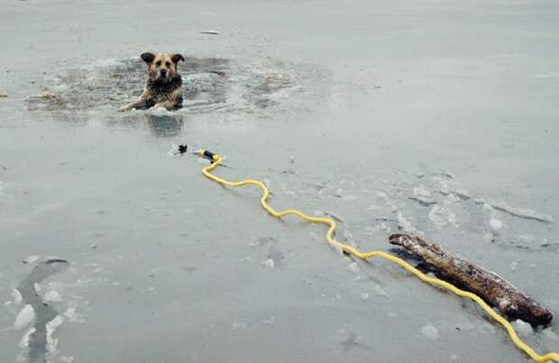 Спасение собаки, угодившей в ледяную ловушку (8 фото)