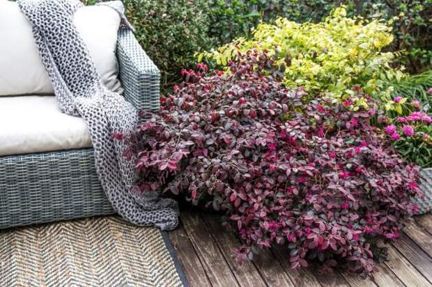 Лоропеталум китайский «Плам Горджес» (Loropetalum chinense 'Plum Gorgeous')