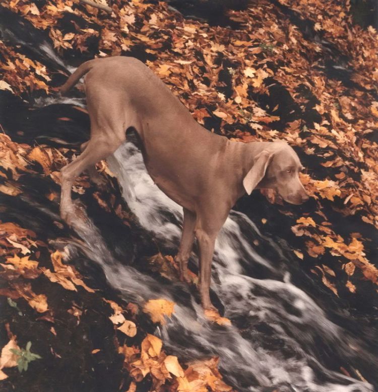 William Wegman - Man Ray