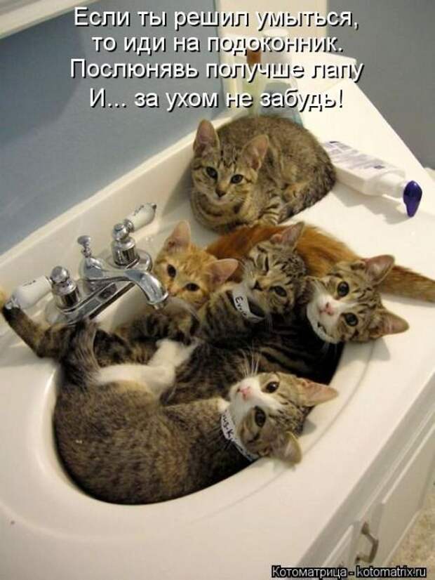 Котоматрицы(картинки с надписями)