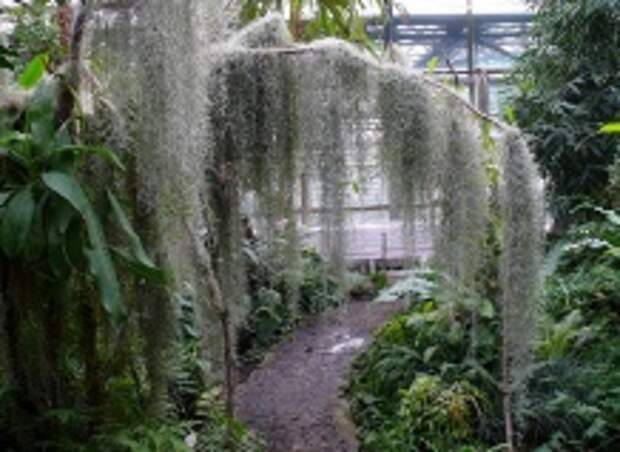 Этот загадочный испанский мох