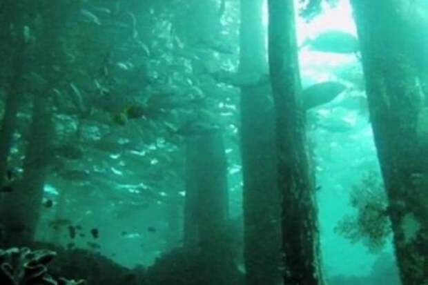 Под водой нашли лес возрастом 60 тысяч лет