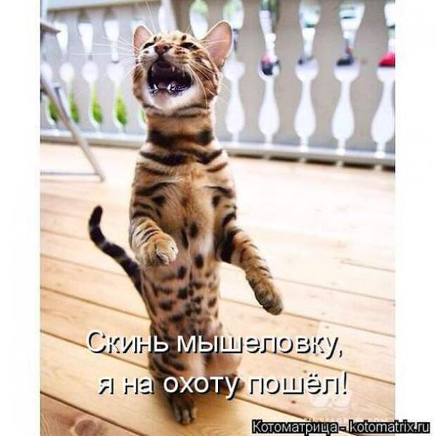 Котоматрицы (картинки с надписями)