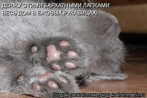 Веселая котоматрица свежак!