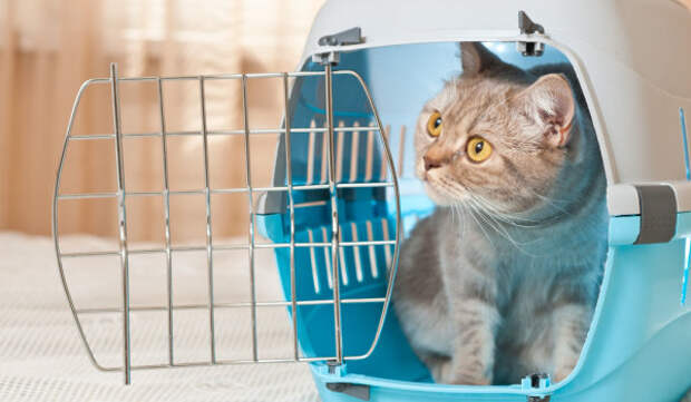Важные советы при путешествии с pet